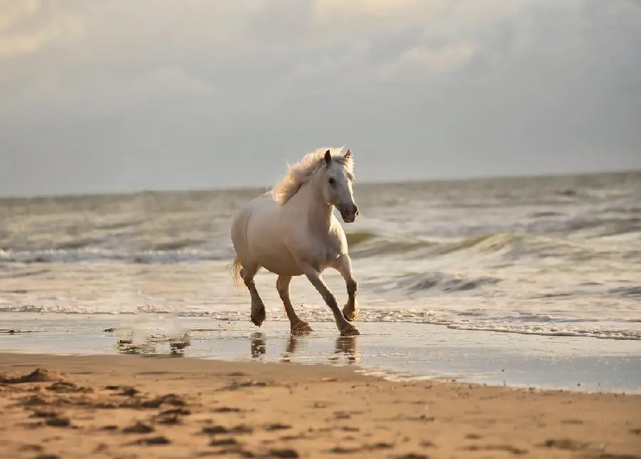 Beautiful and Dreamy Photo of a White Horse on the Beach