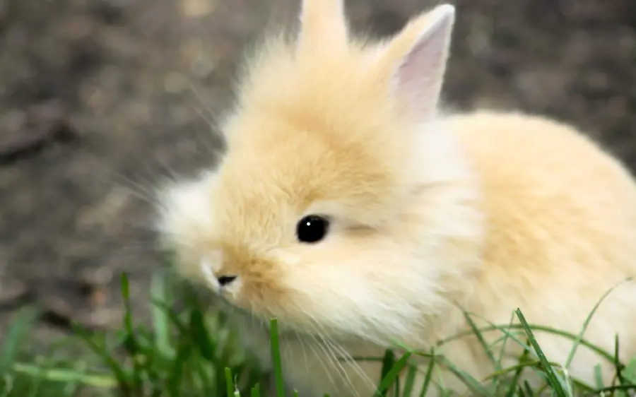 Cute baby rabbit photo in best quality