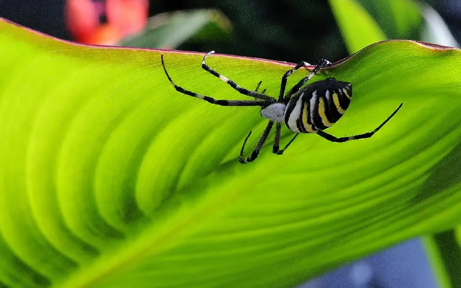 Dangerous Poisonous Spider Close Up Photo in High Resolution