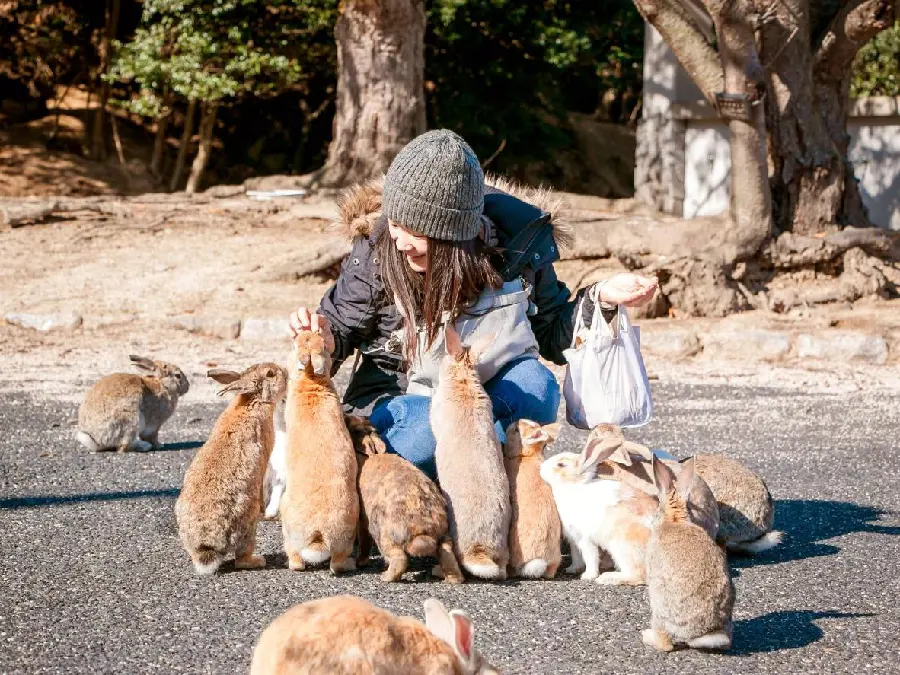 Okunoshima Rabbit Island in Japan