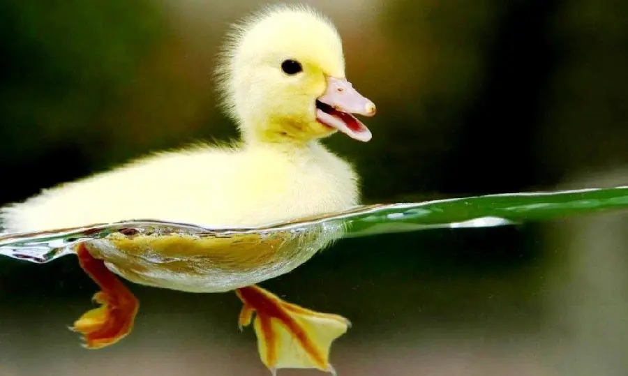 Cute duck picture high quality wallpaper