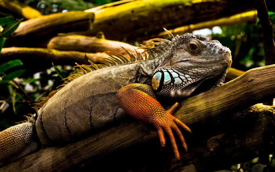 High quality iguana pictures