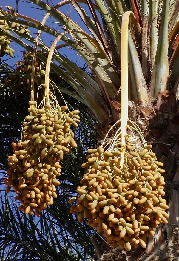 Fresh Delicious Date Photo - Free HD Download For Date Lovers