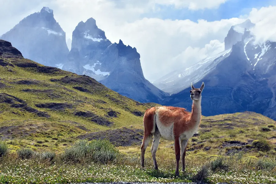 Guanaco Llama HD Wallpaper Premium