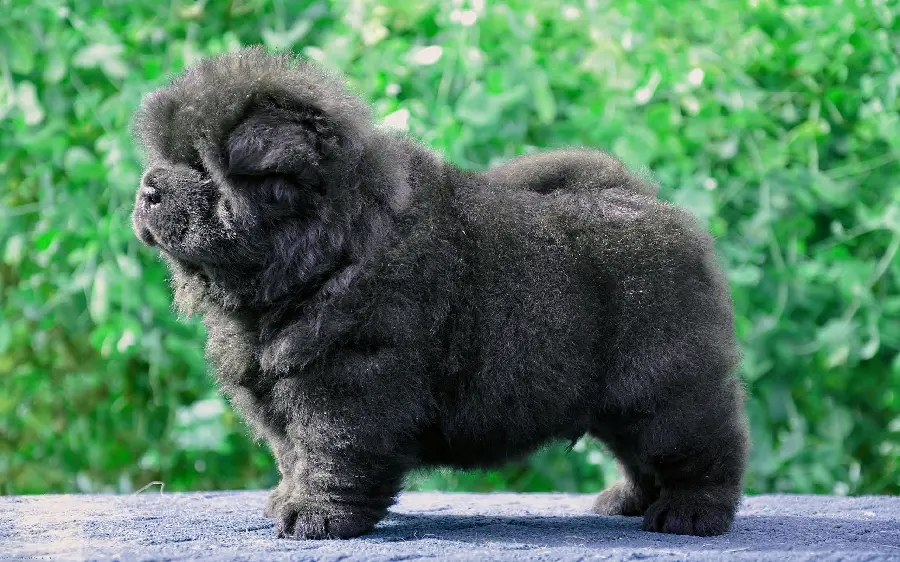 Fluffy black puppy in HD quality