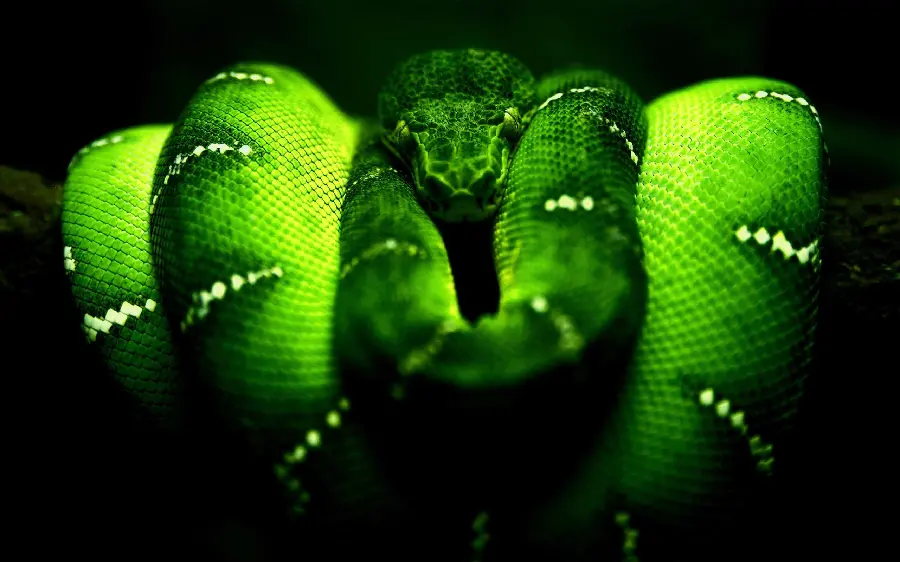 HD Snake Wallpaper Premium Quality