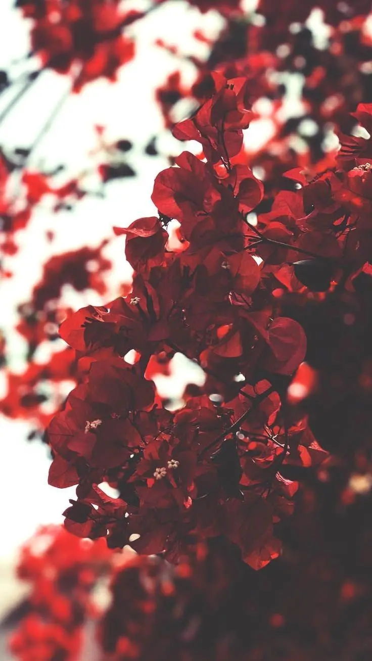 Most Beautiful Red Petal Spring Background