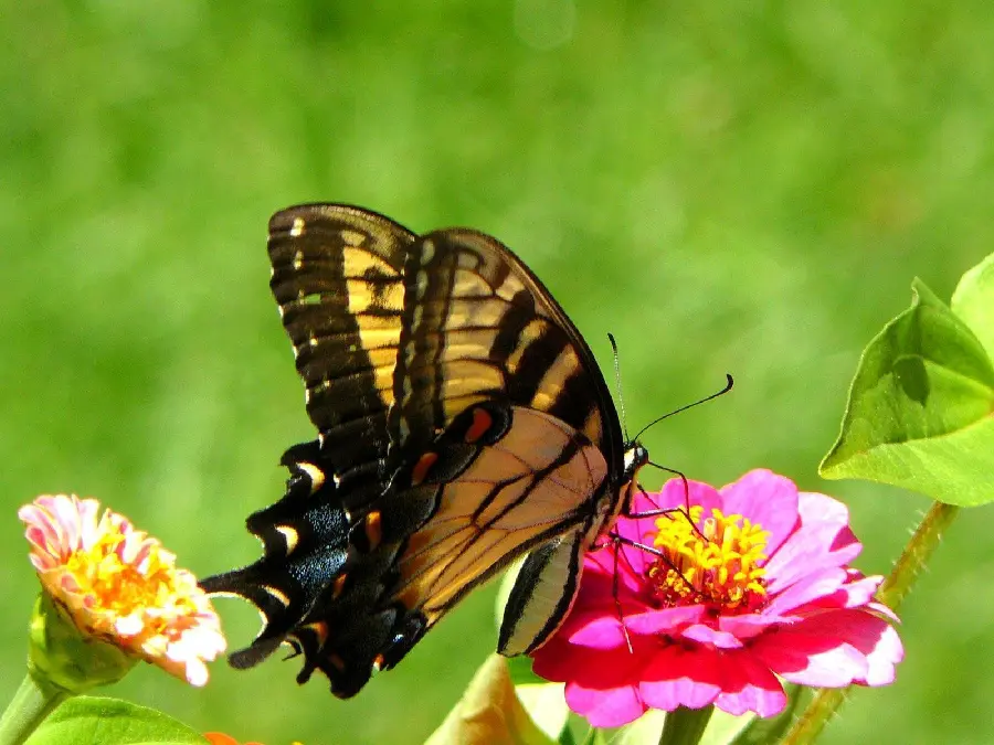 Feminine Butterfly Profile Picture with Delicate Aesthetic
