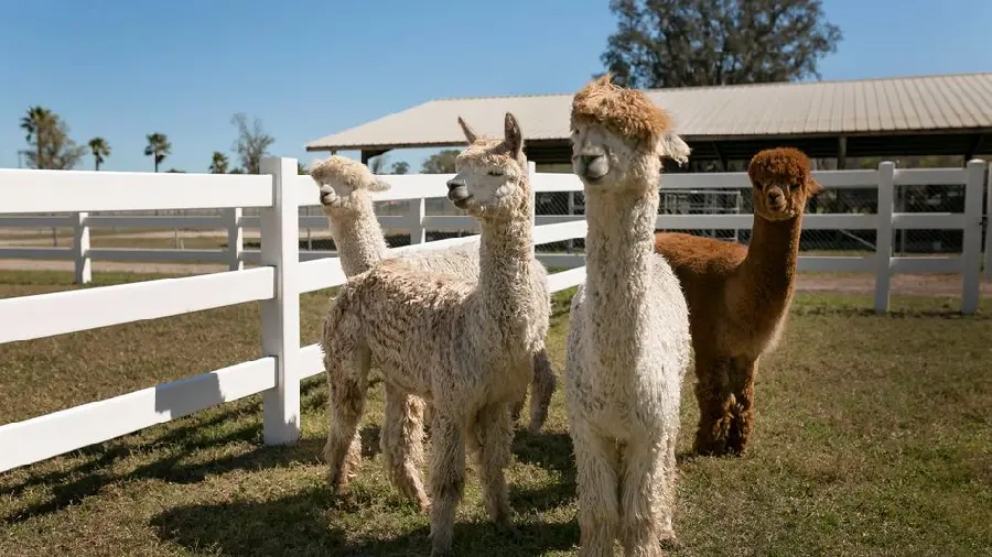 Domestic Llama Best Quality Photo