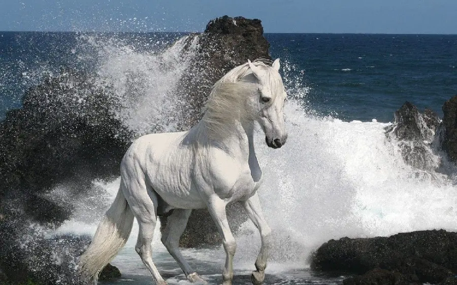 White Horse in Nature High Quality Photo