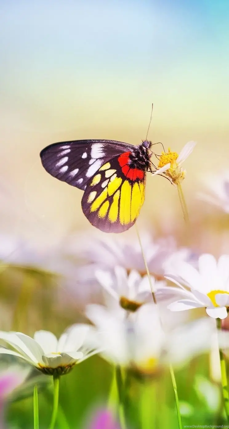 Flower and butterfly photo for profile