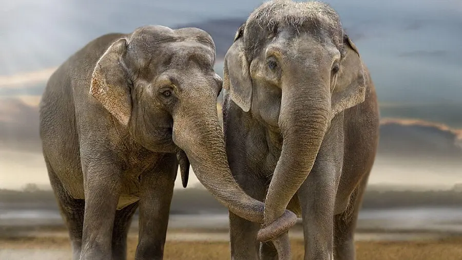 Dual Purpose Elephant Photo And Wallpaper In High Resolution