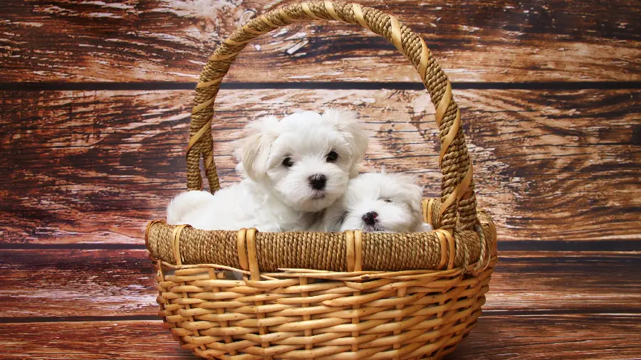 Cute Maltese dog breed photo in best quality