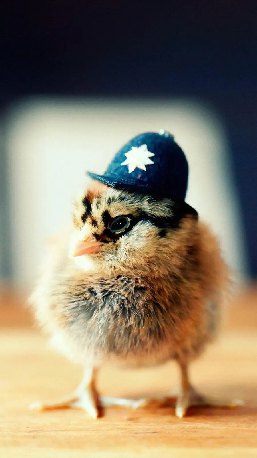 HD Quality Baby Chick Photo Collection for Bird Lovers