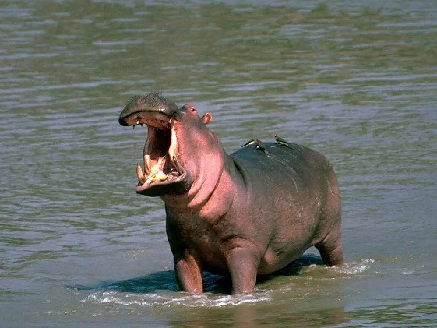 Hippo With Open Mouth High Quality Wildlife Shot