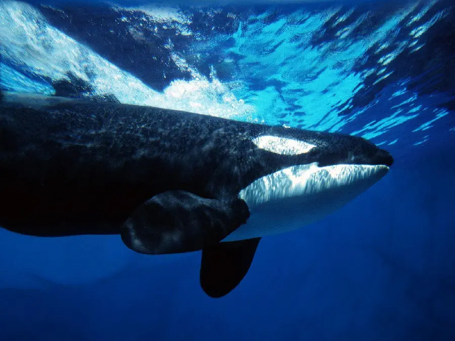 Killer whale in the Caspian Sea high-quality photo