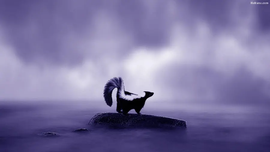 Weasel Breeding Season Photo