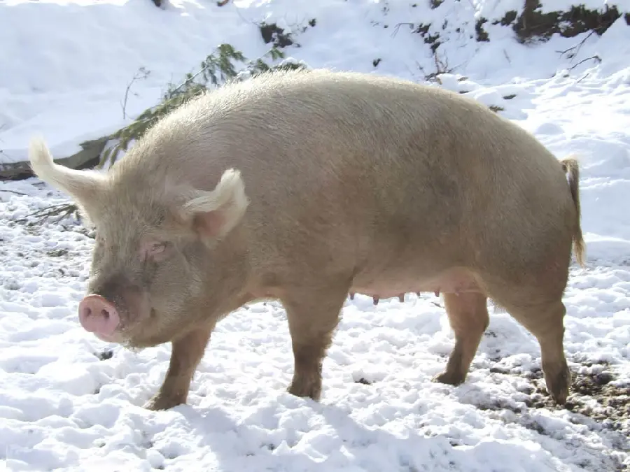 Stunning Pig HQ Snapshot 2025