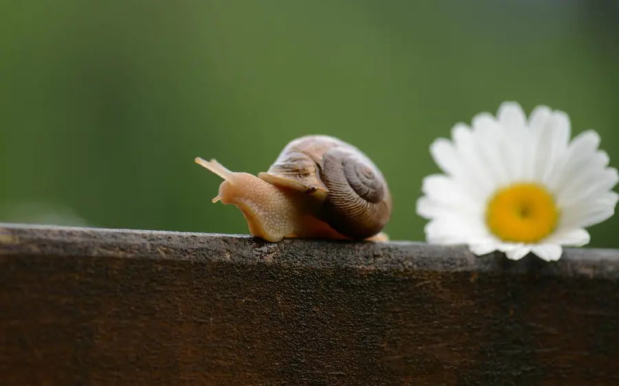 Snail Profile Picture for Social Media