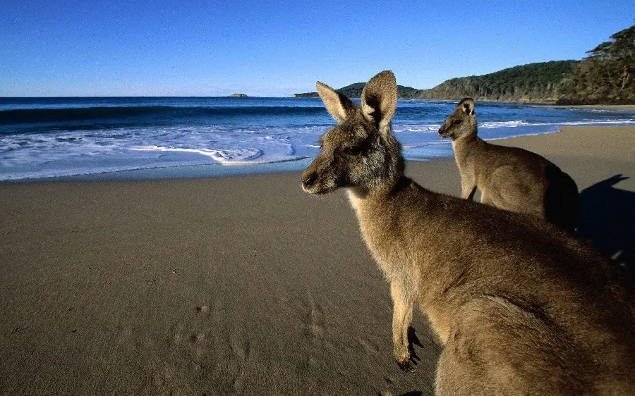 Authentic Kangaroo HD Photo Wild Australian
