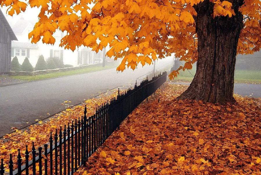 HD quality autumn days photography collection premium