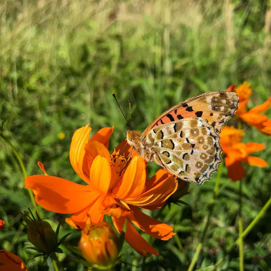 Download Butterfly And Flower Image For Book Cover Designs