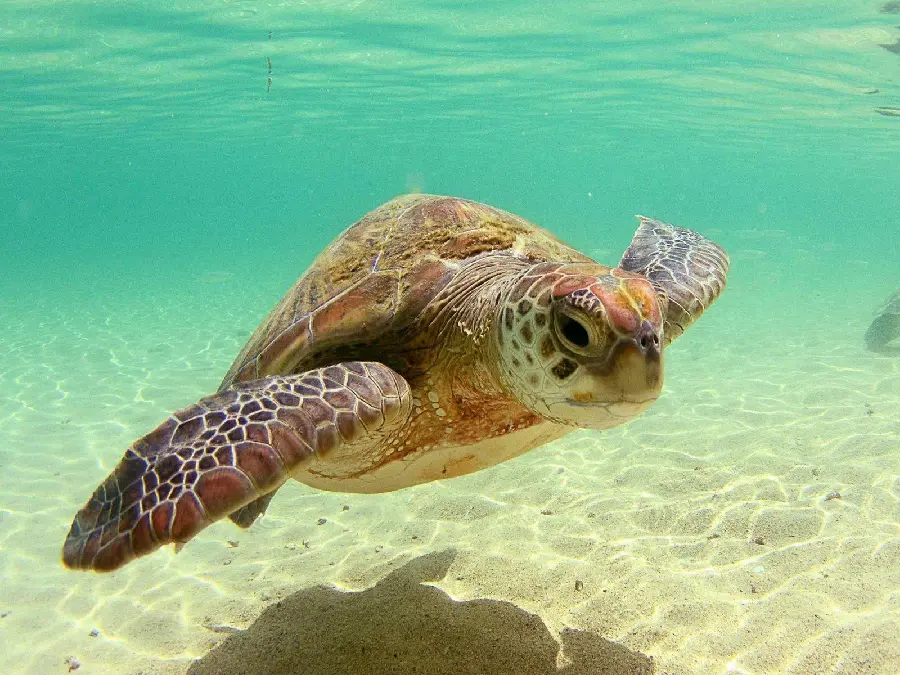 Turtle in Water High Quality Photo