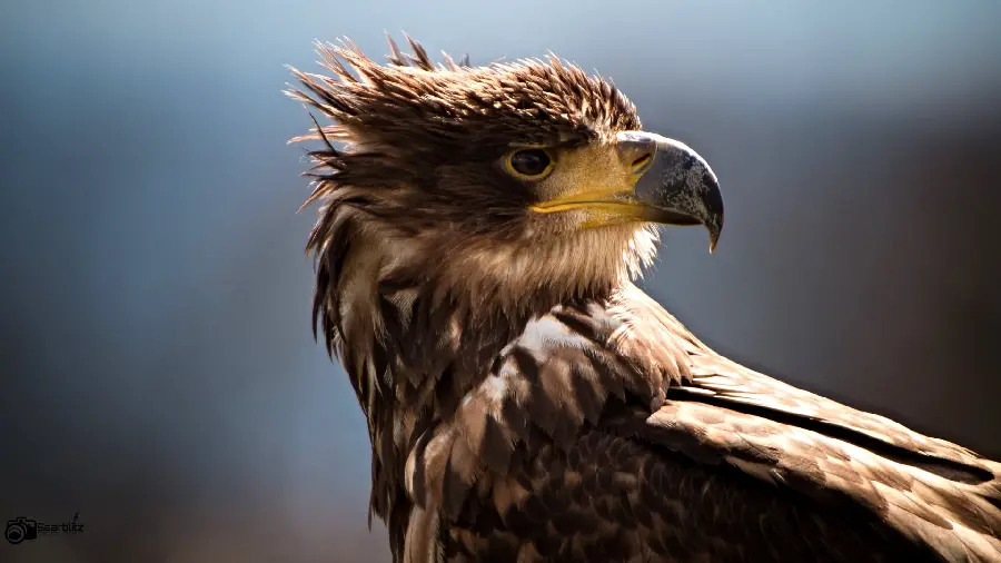 Beautiful Golden Eagle Wallpaper for Screens