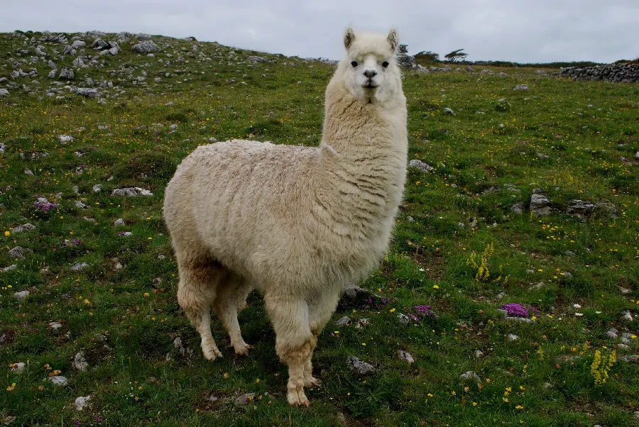 Funny Llama in South America Photo