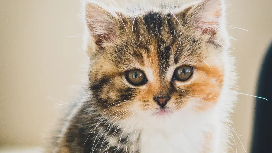 Beautiful cute cat profile picture in 4K quality