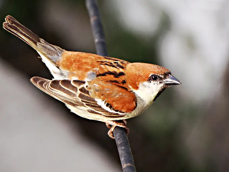 Colorful rufous sparrow species photo