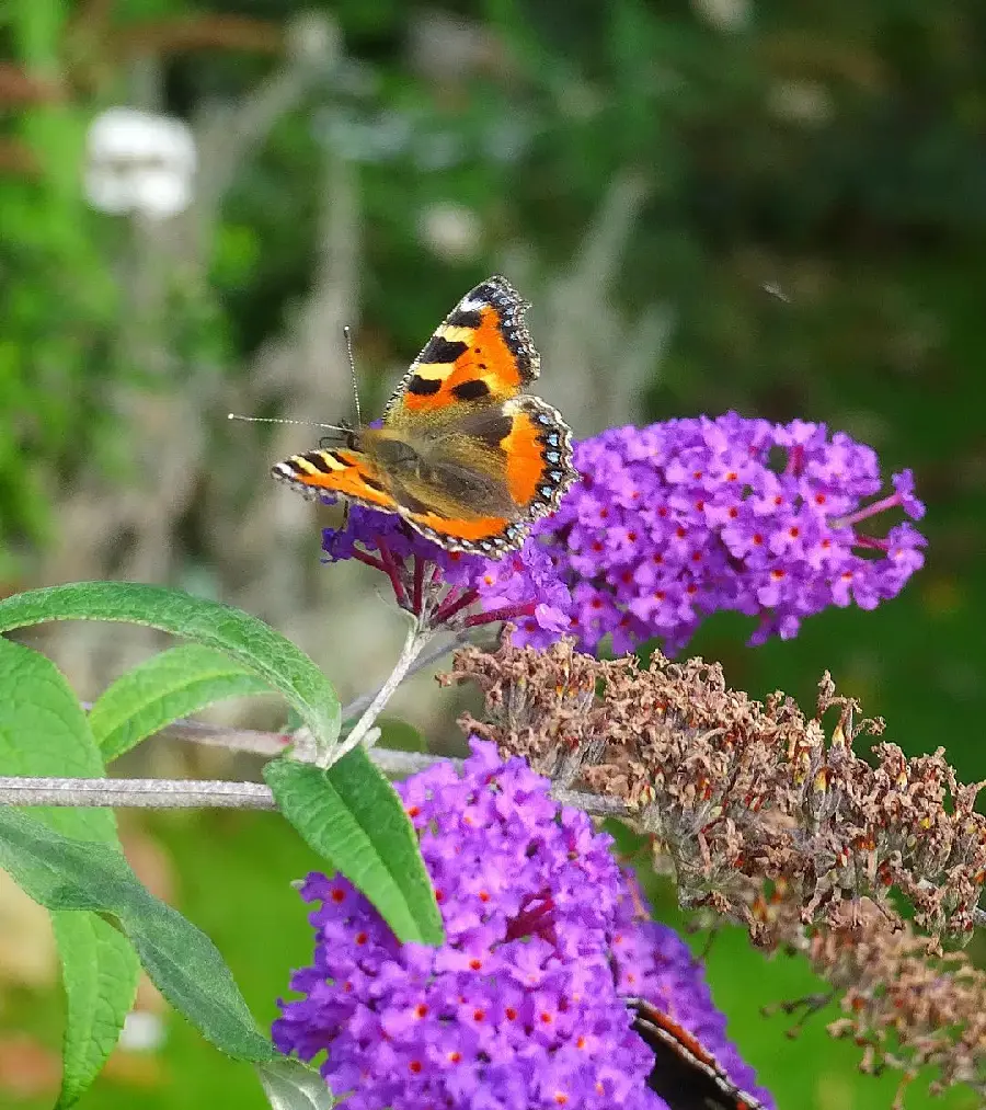 Beautiful flower and butterfly background
