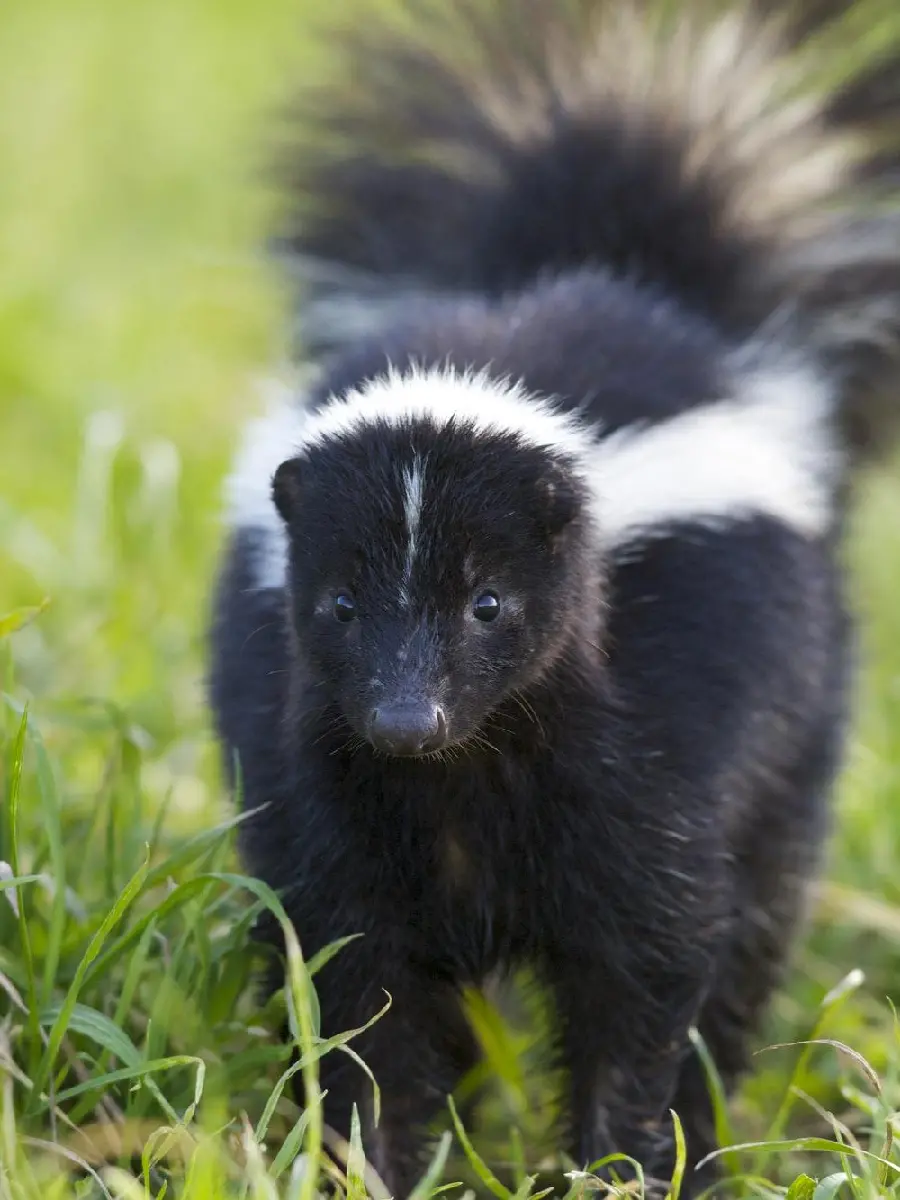 Weasel HD Photo Download