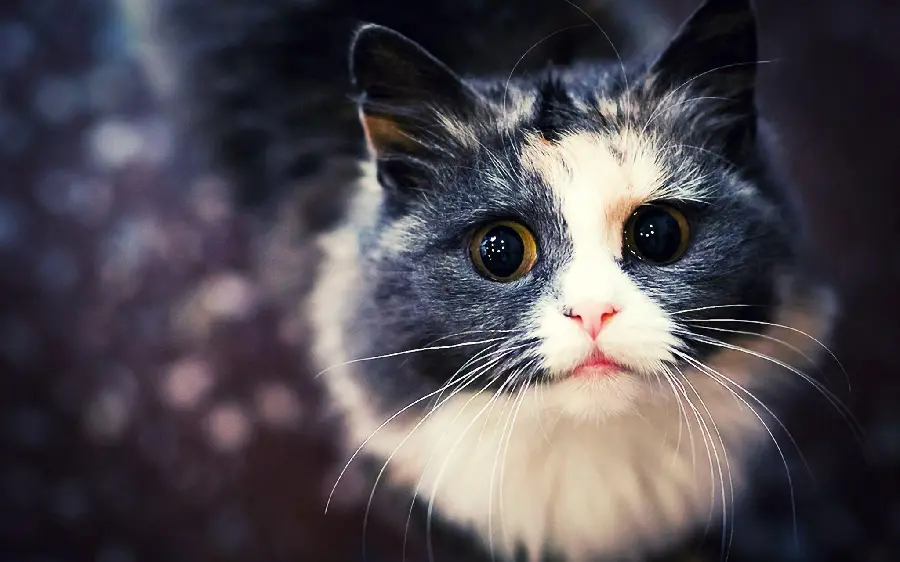 Adorably Funny Cat Profile Picture In Best Quality Resolution
