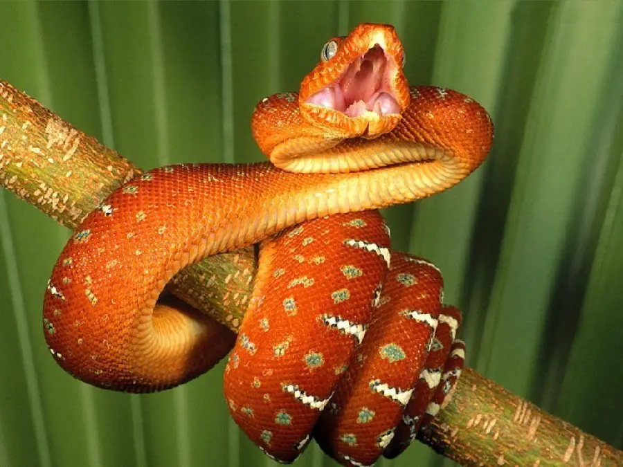 Scary Snake HD Quality Photo
