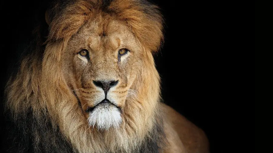Wild Lion Resting in HD - Beautiful Wildlife Shot