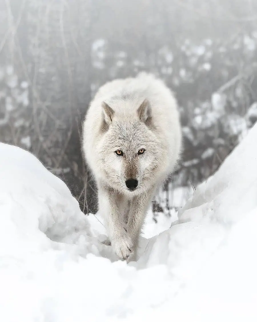 White Wolf In Snow Wallpaper For Profile And Mobile Backgrounds