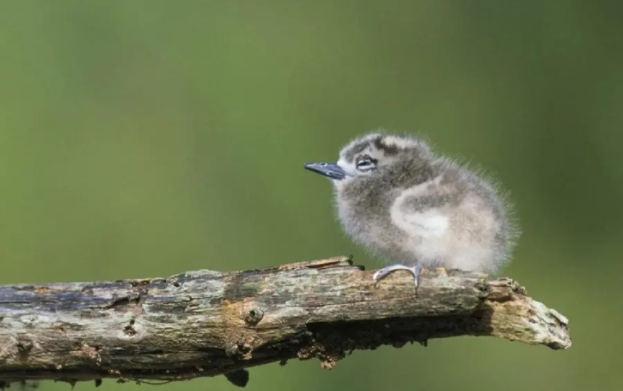 High Quality Chick Photo Download for Educational Use