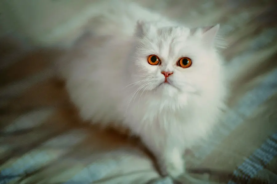 Cute White Cat Wallpaper for Backgrounds