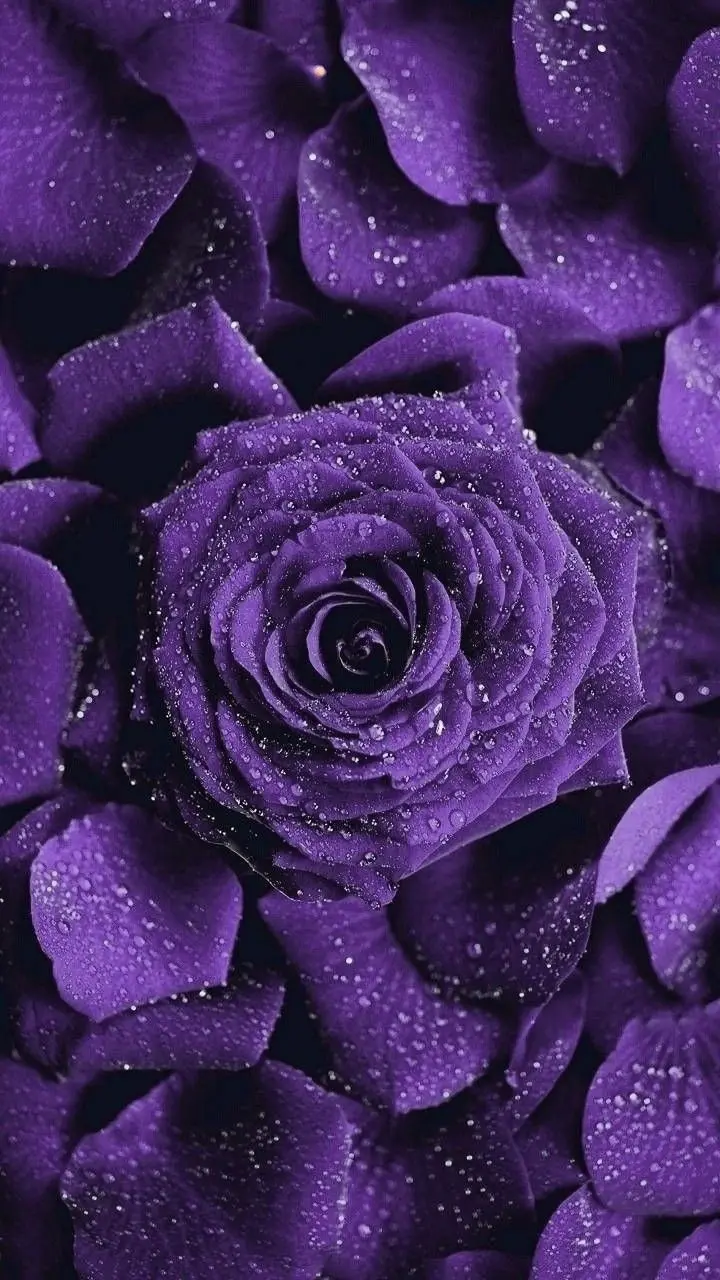 Cute and luxury purple rose wallpaper in full HD