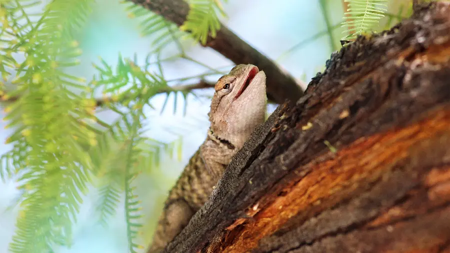 Green Gecko Lizard Wallpaper HD