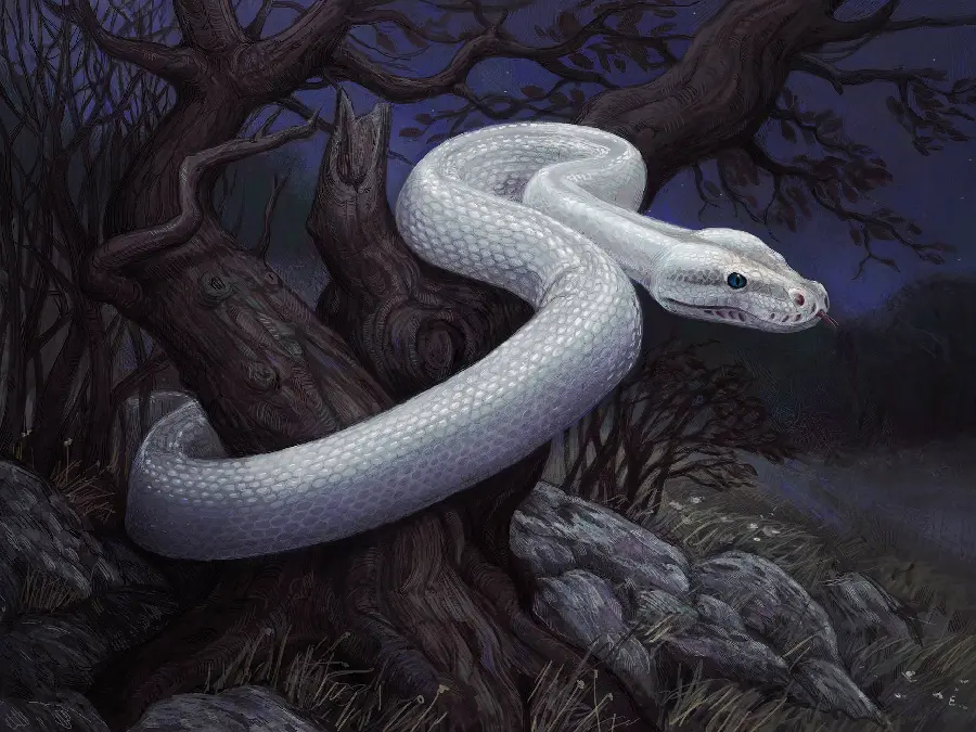 Snake Drawing HD Photo Art Reference