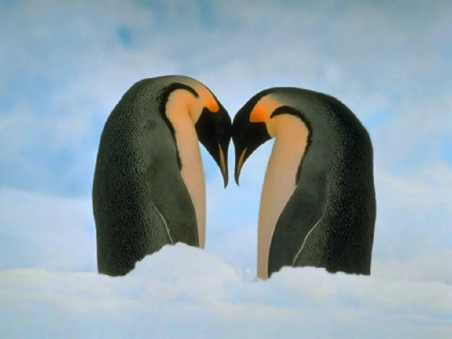 Stunning Penguin Images for Nature Lovers