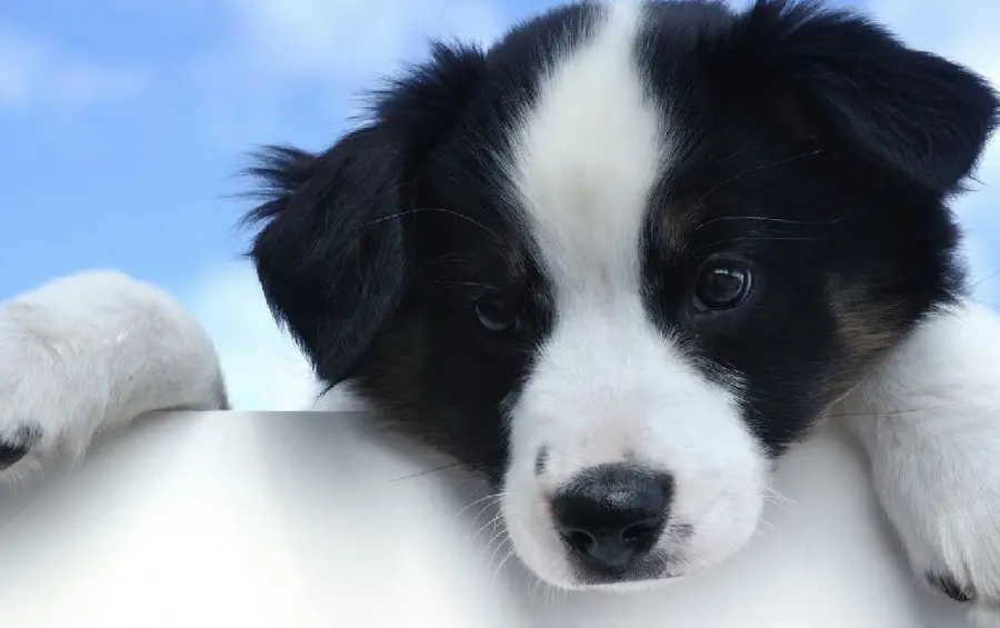 Black and white puppy background