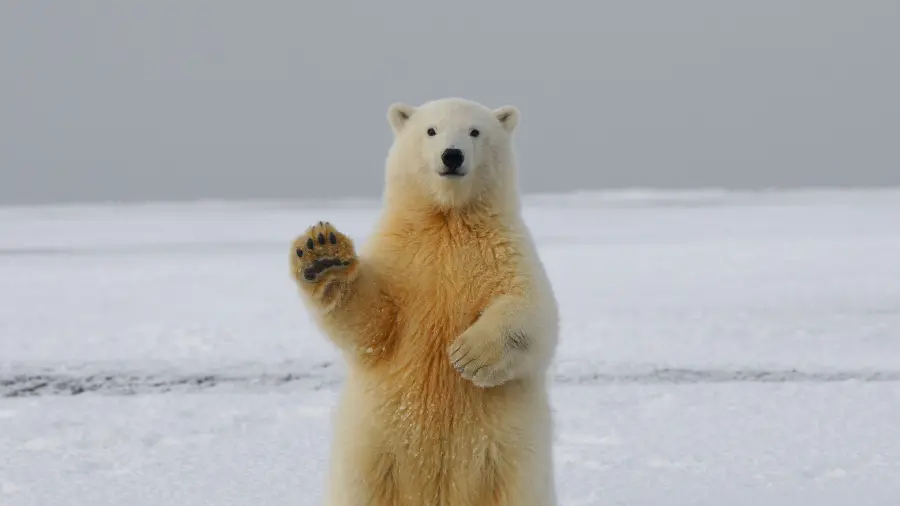 Wild Polar Bear HD Image Rare Fossil Evidence