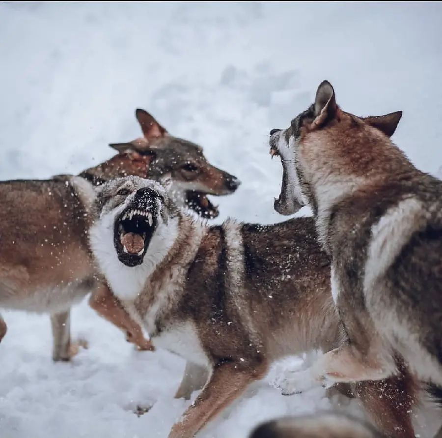 Wolves Fighting Action Photo In Wild Showing Pack Dynamics