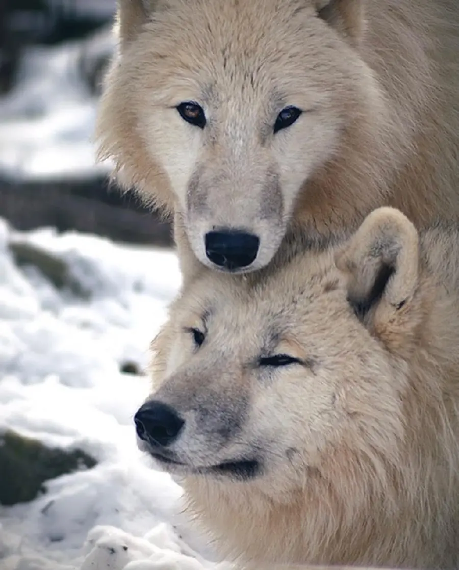 Romantic Wolf Image For Drawing Inspiration And Art Projects