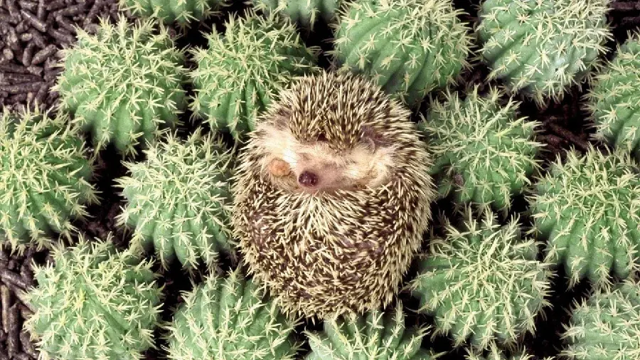 Hedgehog Profile Pic for Wallpaper and Background Use