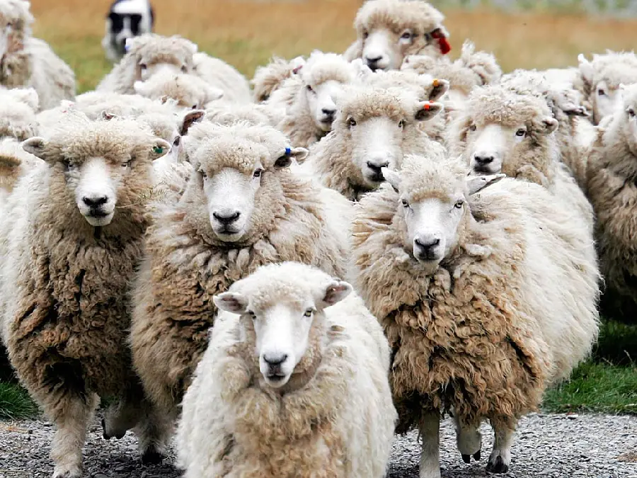 Beautiful Sheep High-Quality Picture