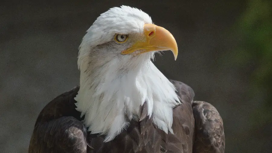 Majestic Bald Eagle HD Wallpaper
